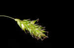 Cherokee sedge